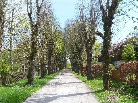 Allee In Ebenhausen