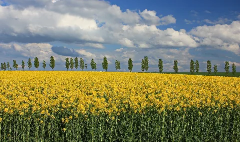Sonnenweg