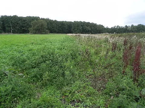 Allerdreckwiesen2010