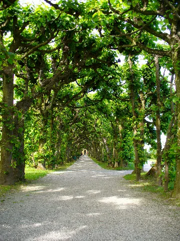 Alley @ Schloss Dachau Panoramio