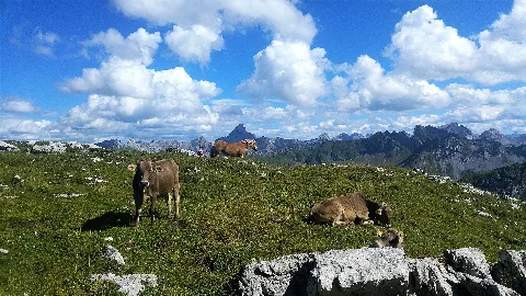 Allgäuer Hochalpen Koblat