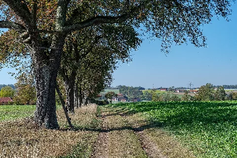 Allhaming Obstbaumallee In Lindach 3906