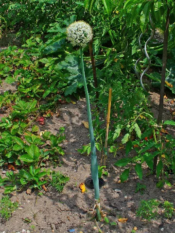 Allium Cepa 001