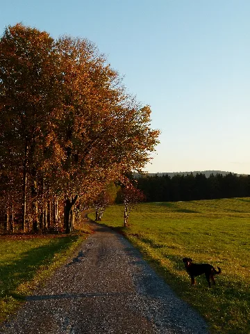 Allways This Dog Panoramio