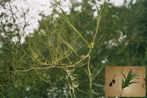 Alnus Glutinosa Imperialis