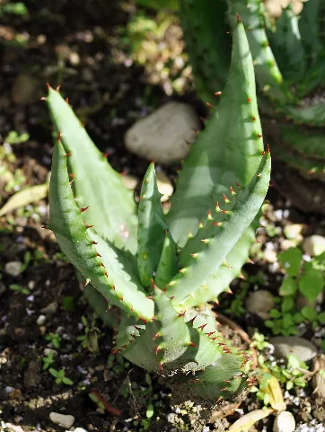 Aloe Ferox