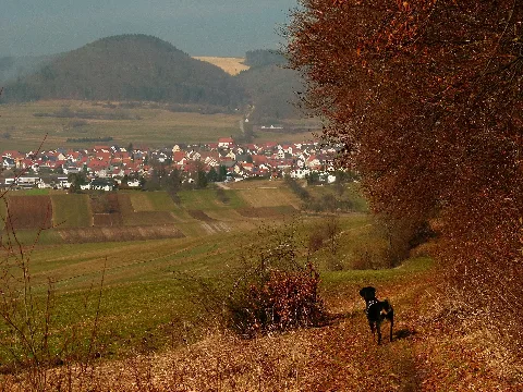 Alpha Enjoys The View, Dürbheim Panoramio