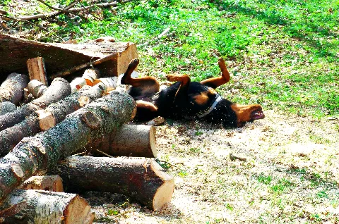 Alpha Is Dependent On Sawdust Panoramio