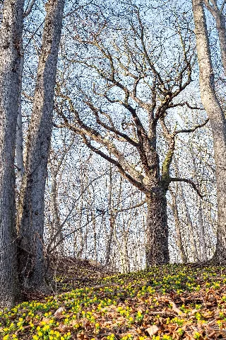Als Naturdenkmal Geschützte Stieleiche (Quercus Robur) Mit Blühenden Winterlingen Im Rautal Bei Jena