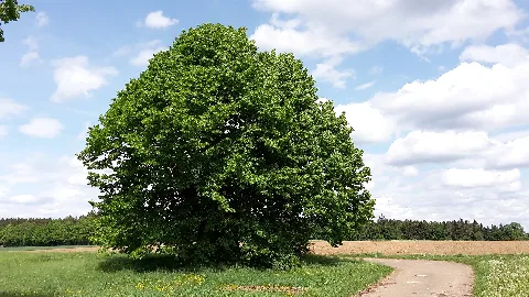 Alte Linde