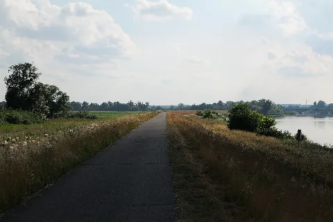 Alte Oder Near Schwedt In Np Unteres Odertal 2021 07 10 06