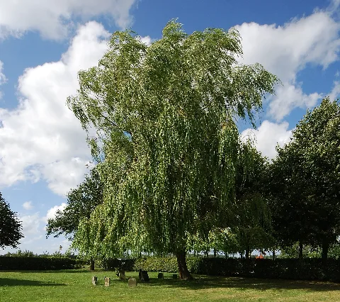 Alter Jüdischer Friedhof An Der Straße Am Treenefeld In Friedrichstadt Im Kreis Nordfriesland In Schleswig Holstein