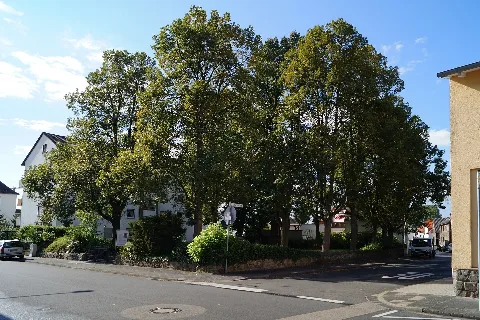 Alter Juedischer Friedhof Steinheim 2015