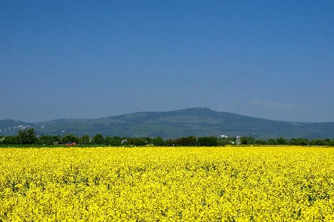 Altkoenig Von Eschborn