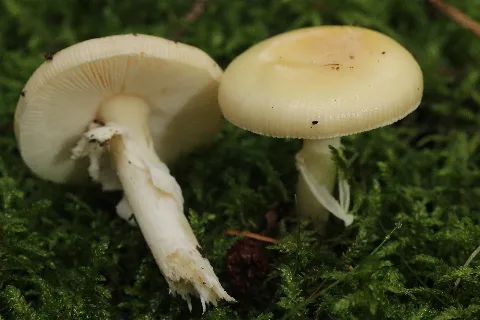 Amanita Gemmata (26257533669)