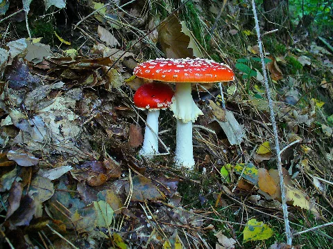 Amanita Muscaria 001