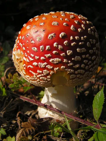Amanita Muscaria Mde 3