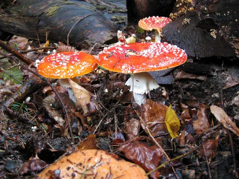 Amanita Muscaria Panoramio (3)