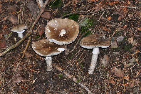 Amanita Pantherina Qtl1
