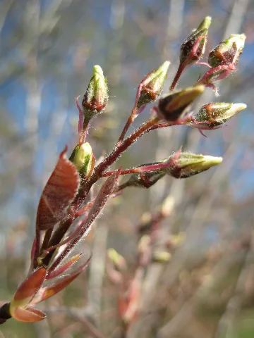 Amelanchier 080427
