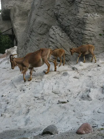 Ammotragus Lervia Hamburg, Tierpark Hagenbeck