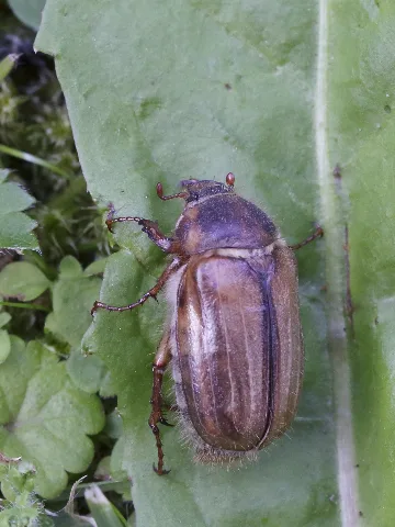 Amphimallon Solstitiale (Scarabaeidae) (11306065246)