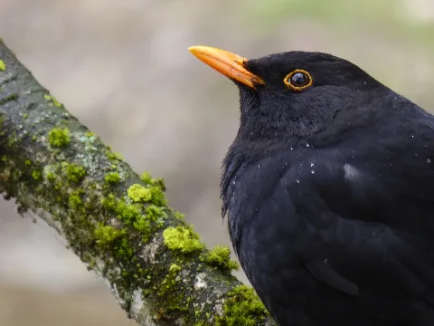 Amsel Tierpark Hellabrunn
