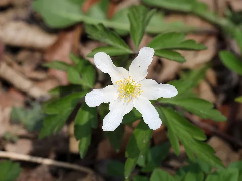 Amstetten Naturdenkmal Am 081 Kalktuffquellen Am Jakobsbrunnenweg Busch Windröschen (Anemone Nemorosa)