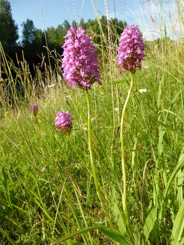 Anacamptis Pyramidalis 23