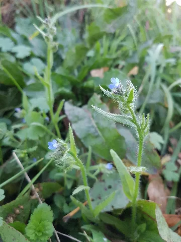 Anchusa Arvensis Subsp. Orientalis Sl35