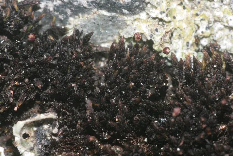 Andreaea Rupestris (A, 141109 472338) 9773