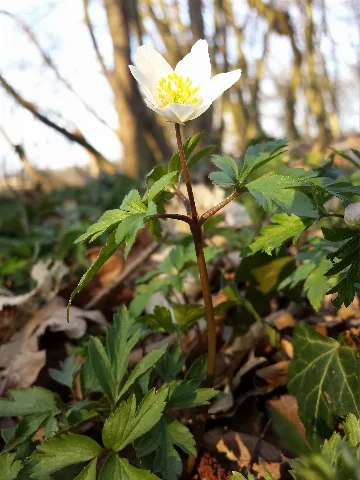 Anemone Nemorosa Sl2