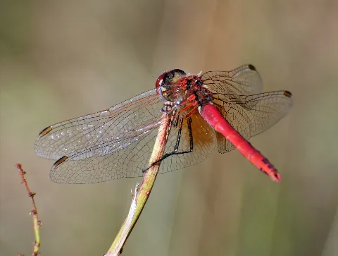 Anisoptera (35620291193)