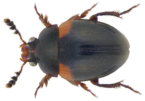 Anisotoma Humeralis (Fabricius, 1792) (3635597827)