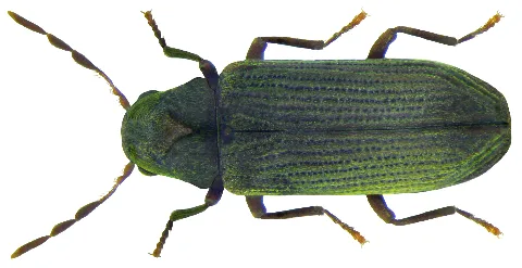 Anobium Punctatum (Degeer, 1774) (7195681484)