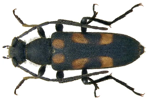 Anoplodera Sexguttata (Fabricius, 1775) (3636414508)