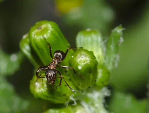 Ant On Closed Groundsel Buds (34324401435)