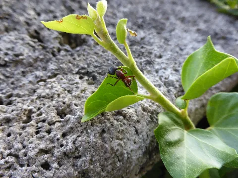 Ant On Plant