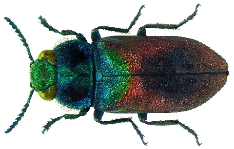 Anthaxia Salicis (Fabricius, 1781) (5598486222)