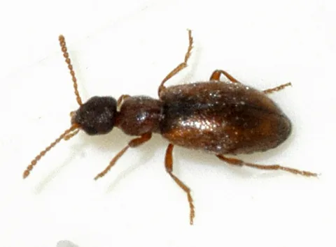 Anthicus Flavipes 01 Fws
