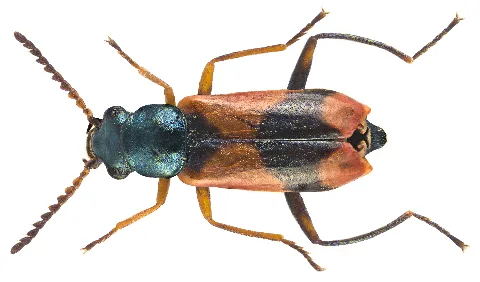 Anthocomus Bipunctatus (Harrer, 1784) Male (16588666685)