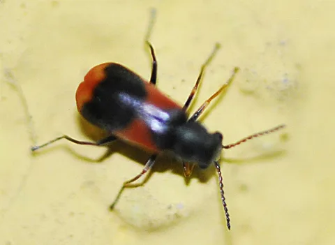 Anthocomus Equestris 01 Fws