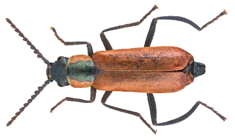 Anthocomus Rufus (Herbst, 1784) Syn. Anthocomus Coccineus (Schaller, 1783) Male (16381322800)