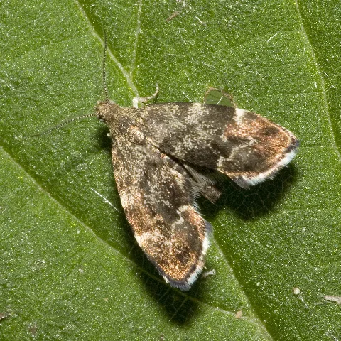 Anthophila.fabriciana.7642