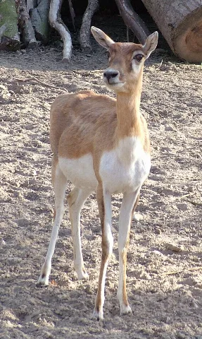 Antilope Cervicapra In Rostock