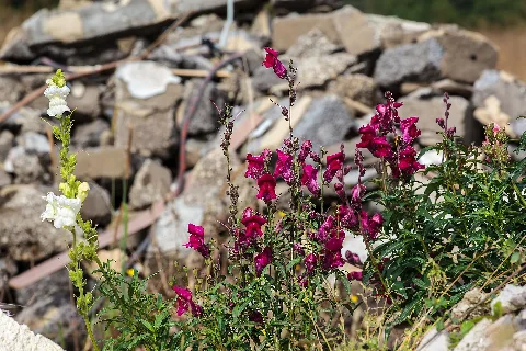 Antirrhinum Majus Michad 2