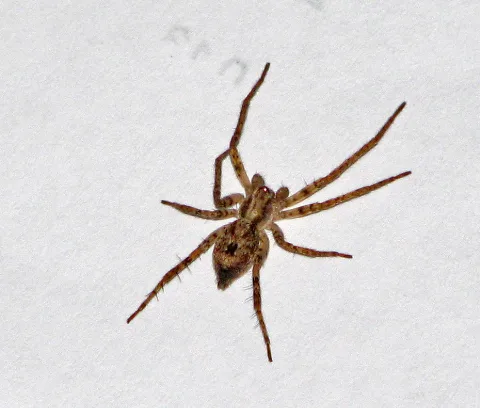 Anyphaena Accentuata G1