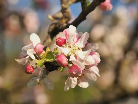 Apfelblüte Im Schutzgebiet 84210000073