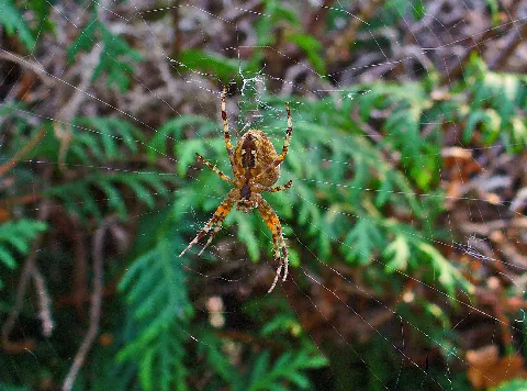 Araneus Diadematus 01