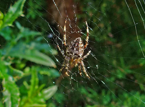 Araneus Diadematus 02